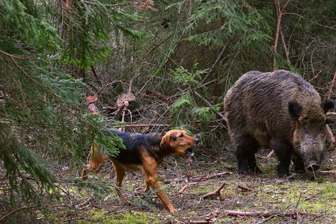 Learn how to train your dog to hunt boar using preparing bay dogs, preparing catch dogs, and experienced dogs methods. Hog Hunting With Dogs, Dog Hunting, Hunting Dog, Pig Hunting Dogs, Pig Hunting, Boar Hunting, German Shepherd Training, Hog Hunting, Service Dog Training