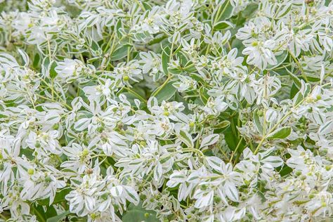 Euphorbia marginata (Snow On The Mountain) Euphorbia Marginata, Snow Bush Plant, Snow Maiden Plant, Euphorbia Lactea White Ghost, Snow Plant, Snow On The Mountain Plant, Snow On The Mountain, Deer And Rabbit, Deer Resistant Garden