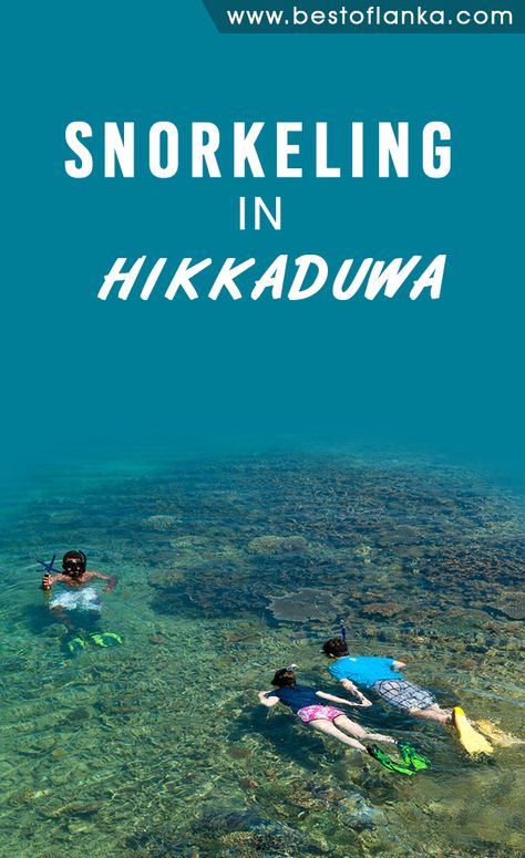 #srilanka #srilankatravel #snorkling #hikkaduwa #hikkaduwabeach #snorkelingtrip #Snorkeling Tours in Sri Lanka #Snorkeling tours in Hikkaduwa ,Sri Lanka #Diving and Snorkeling Tours in Sri Lanka#Hikkaduwa Diving and Snorkeling Tours Sri Lanka Surf, Sri Lanka Galle, Sri Lanka Photography, Sri Lanka Holidays, Sri Lanka Beach, Nuwara Eliya, Sri Lanka Travel, Travel Budget, West Indies