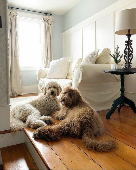 Dog Breeds List With Numbers, Puddle Dog, Doodle Dog Breeds, Top Dog Breeds, Dog Table, Dog Breeds List, Popular Dog Breeds, Golden Doodle, Goldendoodle Puppy