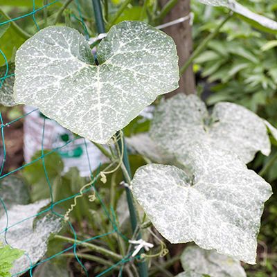 Learn about powdery mildew, a widespread and easily identifiable plant disease found on vegetables and flowers. In this guide, learn the steps to prevent and treat powdery mildew. Zucchini Growing, Salsa Garden, Mold And Mildew Remover, Rose Fertilizer, Homestead Blog, House Mold, List Of Vegetables, Mildew Remover, Growing Pumpkins