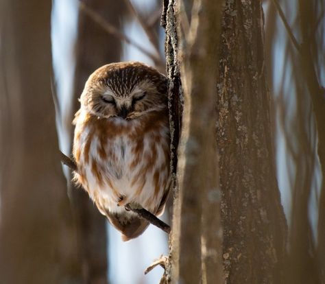 Northern Saw Whet Owl, Owl Species, Saw Whet Owl, Short Eared Owl, Spiritual Animal, Burrowing Owl, Owl Pictures, Beautiful Owl, Snowy Owl