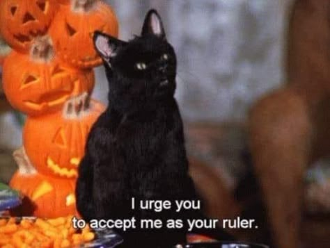 Salem Saberhagen, Salem Cat, Animated Witch, Neo Grunge, Sabrina Witch, Sabrina The Teenage Witch, Tokyo Street Fashion, Cat Talk, Cat Icon