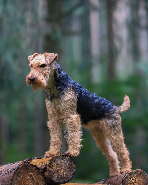 Airedale Terrier Airedale Terrier Aesthetic, Airdel Terrier, Airedale Puppy, Airedale Terrier Puppies, Airedale Dogs, Protective Dogs, Airedale Terriers, Australian Terrier, Giant Schnauzer