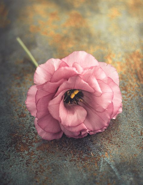 Liziantusz Flower, Lisanthius Flowers, Lisianthus Flower, Pink Lisianthus, Lisianthus Flowers, Flor Tattoo, Flower Identification, Moon Wedding, Flower Sleeve