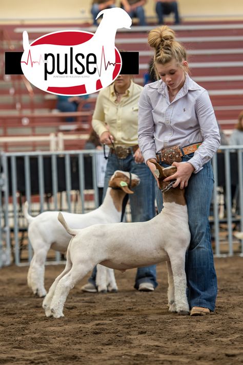 Steer Showing Outfits, Live Stock Show Outfits, Show Ring Outfits Livestock, Sheep Showing Outfits, Goat Showing Outfits, Goat Show Outfits, Showing Livestock Hairstyles, Livestock Show Hairstyles, Goat Showmanship