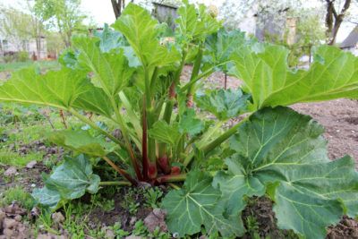 Edible Perennials, Perennials Low Maintenance, Rhubarb Cobbler, Long Blooming Perennials, Full Sun Perennials, Perennial Vegetables, Perennial Shrubs, Shade Perennials, Perennial Herbs