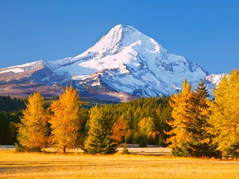 Best Fall Foliage Train Rides in the U.S. | Condé Nast Traveler Forest Oregon, Fall Color Trees, Hood River Oregon, Mountain Landscape Photography, Scenic Railroads, Hood River, Mt Hood, Autumn Scenery, Fall Color