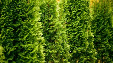 Green Giant Tree, Giant Pine Cones, Thuja Green Giant, Giant Arborvitae, Evergreen Landscape, Fast Growing Evergreens, Privacy Trees, Deer Fence, Soil Texture