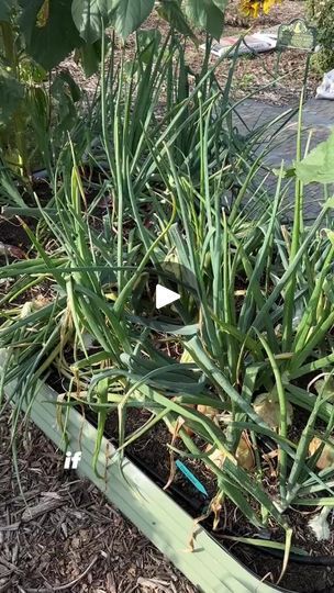 854K views · 21K reactions | If you grow onions This video is for you #Plants #PlantLover #PlantParent #IndoorPlants #UrbanJungle #Garden | Epic Gardening | Epic Gardening · Original audio Well Garden, Grow Onions, Growing Onions, Diy Garden Fence, Vertical Farming, Vegetable Garden Diy, Indoor Vegetable Gardening, Texas Gardening, Gardening Trends