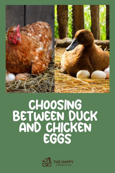 Brown duck and red hen sitting beside each other on nests with eggs, with text "Choosing Between Duck and Chicken Eggs". Backyard Ducks, Duck Breeds, Duck Coop, Duck Farming, Raising Ducks, Pet Ducks, Duck House, Backyard Poultry, Duck Eggs