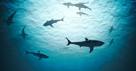 Sharks Underwater, Small Shark, Shark Swimming, Animals Photos, Free Photo Frames, Marine Conservation, Light Bright, Shark Week, Shark Tank