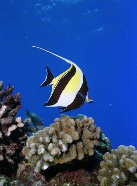 Moorish Idol (fish) on a reef in Hawaii.  Saw some of these in Oahu, Maui and the Big Island. Moorish Idol Fish, Moorish Idol, Hawaiian Fish, Tropical Fish Tanks, Fish Tropical, Fish Ocean, Salt Water Fish, Watercolor Fish, Beautiful Sea Creatures