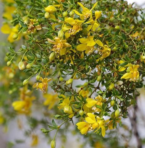 Larrea tridentata (creosote bush) on a dry year. In a California garden  Creosote loves drought and hates regular rainfall or irrigation after the first year. Very drought tolerant, heat tolerant and evergreen. Drought Tolerant Trees, California Garden, Desert Plants, Drought Tolerant Plants, Evergreen Shrubs, Medicinal Herbs, Drought Tolerant, Natural Organic, Trees To Plant