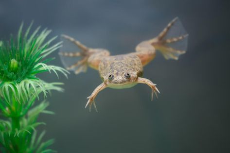 The African Dwarf Frog is aquatic and cannot survive on land. Two to three inches in length, these dark-green colored frogs prefer small stone smooth gravel. Frog Swimming, Frogs, Ebern Designs, Wrapped Canvas, Swimming, Canvas, Water, Plants, Home Decor