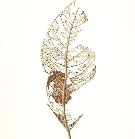 laurenmaysk | Botanical Art Leaves Skeleton, Leaf Skeleton, Skeleton Drawings, Illustration Botanique, Leaf Drawing, Botanical Painting, Botanical Watercolor, Alien Art, Watercolor Leaves