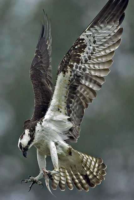 Osprey #88 (out of order) First seen: Grand Teton National Park, Jackson Hole, WY USA Birds Wings, Raptors Bird, Regnul Animal, Bird Wings, All Birds, Big Bird, Exotic Birds, Pretty Birds, Bird Photo