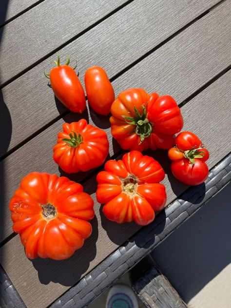 Heirloom tomato garden harvest, Roma tomatoes Tomato Garden Aesthetic, Tomato Costume, Lots Of Tomatoes, Cherry Tomatoes Photography, Heirloom Cherry Tomatoes, Heirloom Tomato, Tomatoes, Heirloom Tomato Photography, Big Tomato