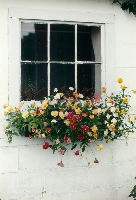 Statement Plants Outdoor, Flower Box Window, Window Box Flowers, Ivy House, Farm Photo, Window Box, Balcony Garden, Front Garden, Dream Garden