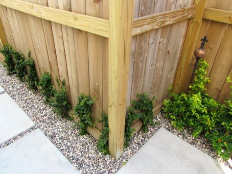 Creeping Fig Wall, Creeping Fig, Ficus Pumila, Raised Planter, Wooden Fence, Back Porch, Wood Fence, Retaining Wall, Planter Boxes