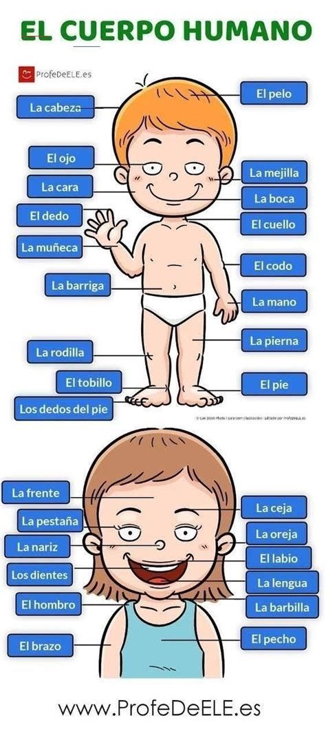 Spanish Help, Spanish Notes, Useful Spanish Phrases, Spanish Words For Beginners, Basic Spanish, Basic Spanish Words, Spanish Curriculum, Spanish Basics, Spanish Lessons For Kids