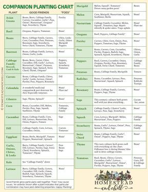 Companion Planting Layout, Vegetable Garden Design Layout, Seed Planting Guide, Herb Companion Planting, Vegetable Garden Layout Design, Vegetable Garden Layout, Planting Chart, Easy Garden Ideas, Companion Planting Guide