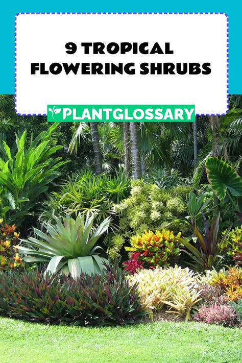 Tropical flowering shrubs can add a stunning aesthetic to a garden since they typically have vibrant and unusual blooms. Here we take a look at some of the most popular tropical flowering shrubs available. Tropical Plant Landscaping, Subtropical Garden, Tropical Shrubs, Florida Shrubs, Full Sun Tropical Plants, Pool Area Landscaping, Florida Plants Landscaping, Tropical Pool Landscaping, Colorful Shrubs