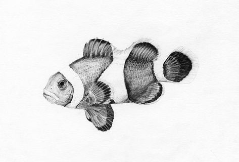 Mission Tattoo, Fish Sketch, Scratchboard Art, Stippling Art, Fish Artwork, Jellyfish Tattoo, Gcse Art Sketchbook, Theme Tattoo, Fish Drawings