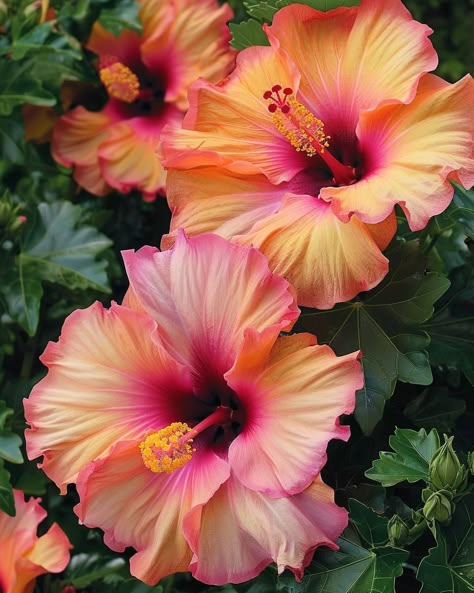 Beachy Flowers, Hibiscus Aesthetic, Pretty Flowers Pictures, Tropical Aesthetic, Tropical Hibiscus, Beachy Vibes, Nothing But Flowers, Flower Therapy, Beautiful Bouquet Of Flowers