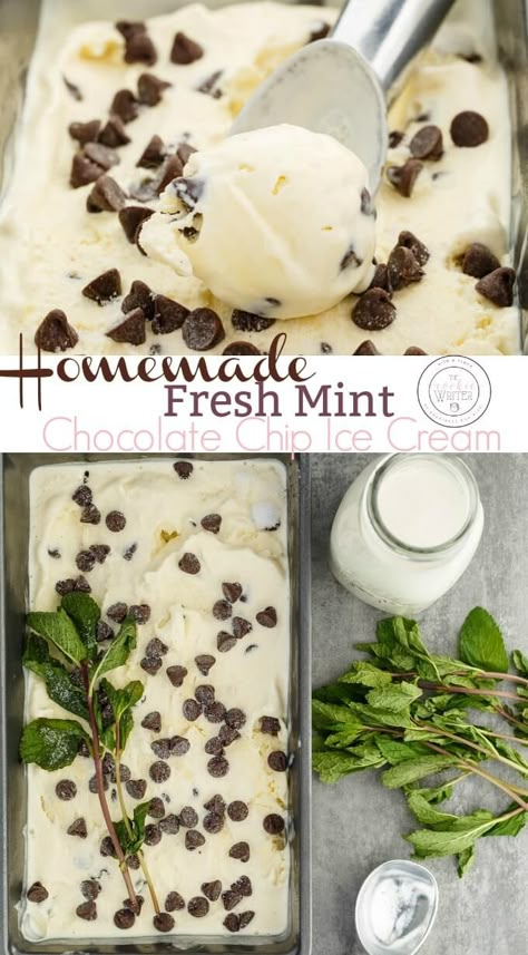 Homemade Fresh Mint Chocolate Chip Ice Cream | Move over mint extract, fresh mint is all the rage in this creamy ice cream! Vegetarian and gluten-free, you are rewarded a natural mint flavour. Easy, real cream, and tasty! #vegetarian #icecream #glutenfree #minticecream Fresh Mint Ice Cream Recipe, Mint Extract Recipe Desserts, Herb Ice Cream, Fresh Mint Desserts, Sweet Mint Recipes, Fresh Mint Recipes Dessert, Recipes With Fresh Mint, Fresh Mint Recipes, Fresh Mint Ice Cream