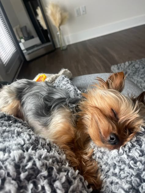 Dog Yorkshire Terrier, Yorkshire Aesthetic, Yorkie Aesthetic, Yorkie Puppy Care, Dog Mommy, Yorkie Terrier, Yorkie Lovers, Really Cute Dogs, Puppies And Kitties