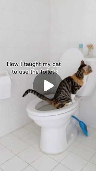 How To Train A Cat To Use The Toilet, Toilet Training Cats, Train Cat To Use Toilet, Cat Toilet Ideas, Training A Kitten, Give It Time, Cat Toilet Training, Cat Fails, Cat City