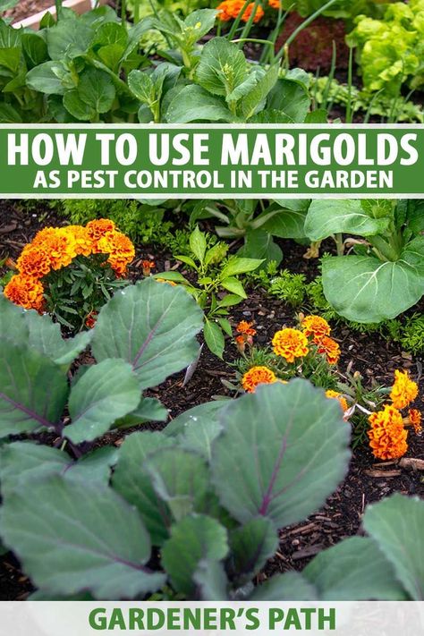 You’ve probably been told that marigolds can help with pest control in the garden. Maybe your grandma always planted her favorite cole crops with marigolds and now you do, too. But what does the science say? Gardener’s Path explores the truth and finds out what marigolds can and can’t do. #marigolds #gardenerspath Cabbage And Marigolds, Marigold In Vegetable Garden, Marigold In Garden Pest Control, Planting Marigolds In Garden, Marigold Companion Planting, Marigold Flower Bed Ideas, How To Grow Marigolds, Marigold In Garden, What To Plant With Marigolds