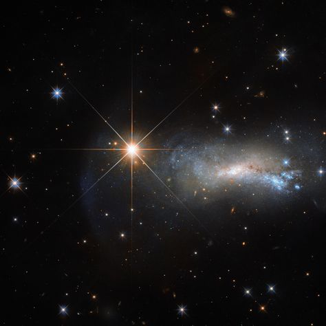 Star from the Lizard Constellation Photobombs Hubble Observation | In space, being outshone is an occupational hazard. This NASA/ESA Hubble Space Telescope image captures a galaxy named NGC 7250. Despite being remarkable in its own right — it has bright bursts of star formation and recorded supernova explosions— it blends into the background somewhat thanks to the gloriously bright star hogging the limelight next to it. Galaxy Names, Hubble Space Telescope Images, Supernova Explosion, Usa Government, Galaxy Photos, Hubble Images, Star Formation, Andromeda Galaxy, Space Photos