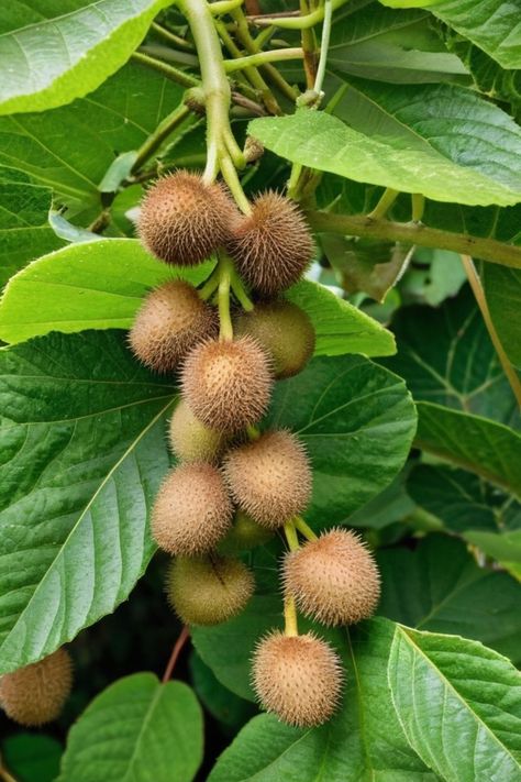 Kiwi Plant Trellis, Kiwi Plant Vines Trellis, Kiwi Plant How To Grow, Kiwi Plant, How To Grow A Kiwi Plant From Seed, Kiwi Growing, Hardy Kiwi, Kiwi Vine, Kiwi Seeds