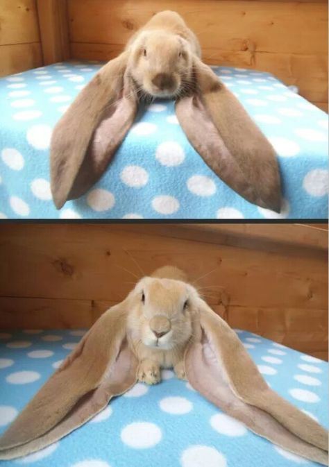 Floppy ear bunny Bunny With Floppy Ears, English Lop, Big Floppa, Lop Eared Bunny, Floppy Eared Bunny, Rabbit Pictures, Rabbit Breeds, Beautiful Rabbit, Big Bunny