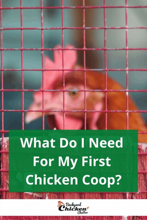 Chicken Coop Start Up, Inside Chicken Coop, Chicken Tips, Diatomaceous Earth Food Grade, Backyard Animals, Chicken Poop, Chicken Coup, Chicken Owner, Diy Chicken Coop Plans