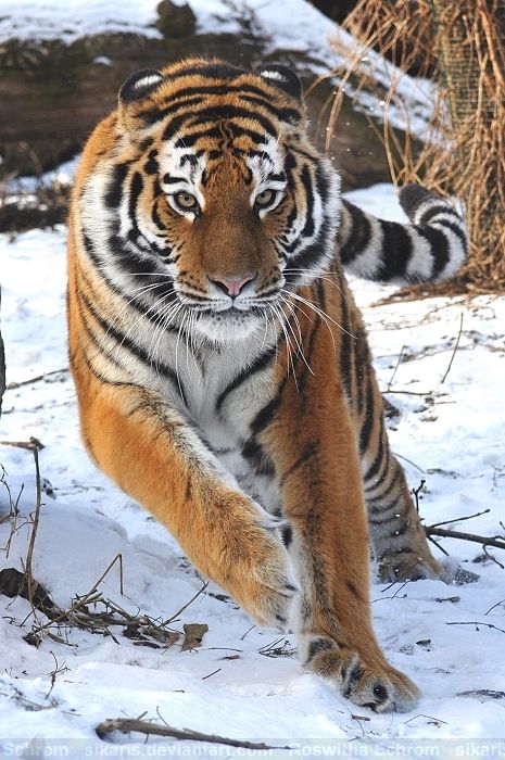 Young female Siberian Tiger (Panthera tigris altaica; Amur Tiger) running through snow - Zoo Vienna (Tiergarten Schönbrunn), Austria Tiger Running, Save The Tiger, Amur Tiger, Panthera Tigris, Tiger Love, Cat Species, Nikon D90, Tiger Pictures, High Spirits