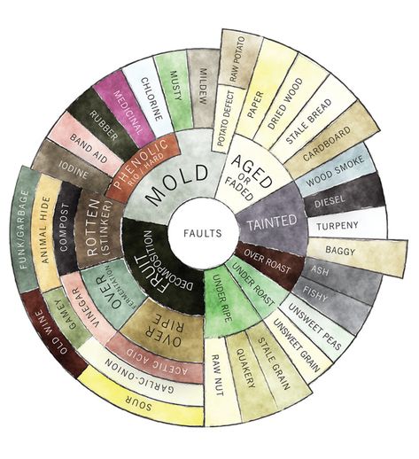 Flavor Wheel, Counter Culture Coffee, Coffee Infographic, Opening A Coffee Shop, Coffee Origin, Coffee Facts, Coffee Business, Counter Culture, Coffee Wallpaper