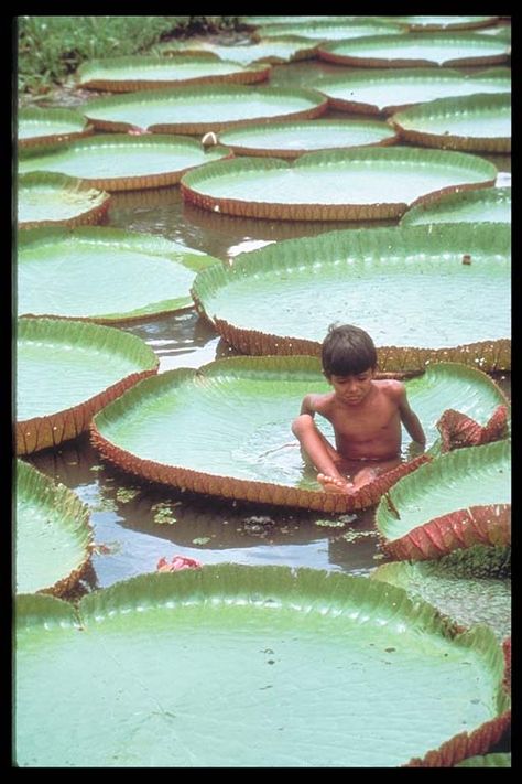 Lily pads of the Amazon. BRAZIL. It's awesome, I wanna be thimbalina and run on them!! Giant Lily Pads, Amazon River, Amazon Rainforest, Jolie Photo, People Of The World, Photography Portfolio, The Amazon, Oh The Places Youll Go, Lily Pads