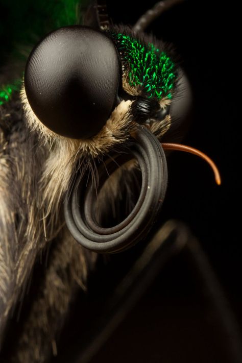 Butterfly Close Up, Butterfly Proboscis, Macro Butterfly, 500px Photography, Eye Closeup, Macro Fotografie, Macrophotography Nature, Macro Photography Insects, Macro Photography Tips