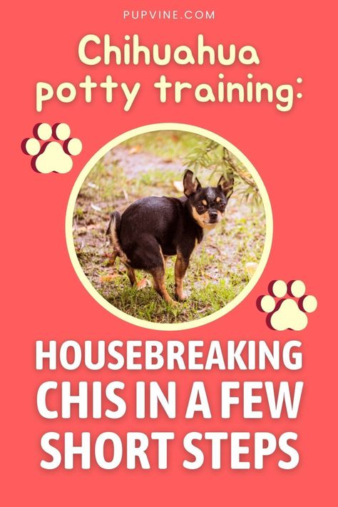 Chihuahua Clothes Diy, Chihuahua Puppy Training, Chiwawa Puppies, Pomchi Dogs, Chiweenie Dogs, Chihuahua Facts, Chihuahua Breeders, Chihuahua Training, Chihuahua Breeds