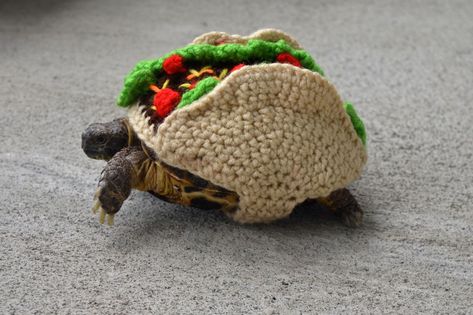 6 Times Taco Tuesday Touched Greatness Through Knit & Crochet - Turtle Taco by Katie Bradley Crochet Taco, Turtle Clothes, Taco Costume, Turtle Costume, Walking Taco, Turtle Sweaters, Cute Tortoise, Russian Tortoise, Turtle Crochet