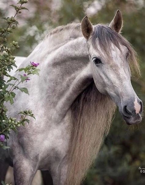 Horse Wallpapers, Andalusian Horses, All Horse Breeds, Country Cowboy, Horse Inspiration, Winged Horse, Horse Wallpaper, Andalusian Horse, Horse Aesthetic