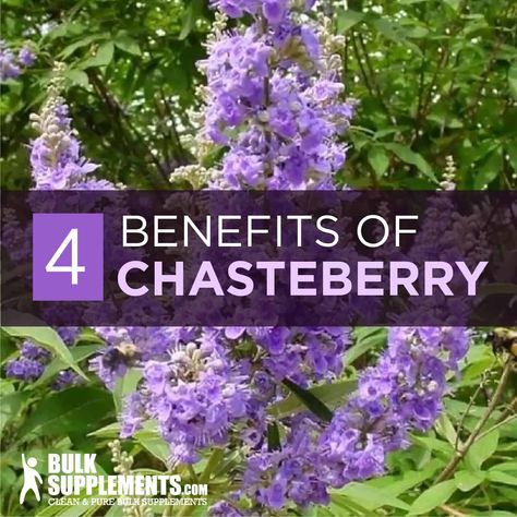 Vitex Chasteberry Benefits, Chaste Tree Berry Benefits, Vitex Benefits For Women, Chasteberry Tea, Chasteberry Benefits, Vitex Benefits, Benefits Of Berries, Chaste Tree, Tea Blends Recipes