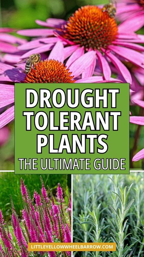 Want to know what plants can withstand a drought? As summer approaches and temperatures rise, planting drought tolerant plants is a good ideas to keep your summer garden looking good. Here are the best garden plants for full sun and heat. Easily DIY your garden planting this year with the best drought tolerant plants for the garden. These plants will survive the driest conditions. Garden plants that do well with heat and little water. Drought tolerant plants for a summer garden. Best Garden Plants, Plants For Full Sun, Yellow Perennials, Small Flower Gardens, Backyard Flowers Garden, Summer Gardening, Summer Flowers Garden, Drought Resistant Plants, Spring Garden Flowers