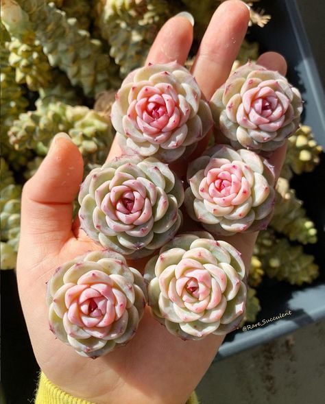 #succulent #succulove #succulents #succuplants #succulentlove #succulentcity #succulentgarden #garden #cactus #planter #plants #plantxwa #raresucculents #echeveria #agavoides #BHGFlowers #greenovia #jungalow #mountainrose #rare_succulent #gramyourgarden #etsy #etsyshop #greenhouse #happyhappyhouseplant Replanting Succulents, Red Succulents, Succulent Garden Diy, Colorful Succulents, Inside Plants, Garden Tool Storage, Succulent Gardening, Mini Succulents, Flower Therapy