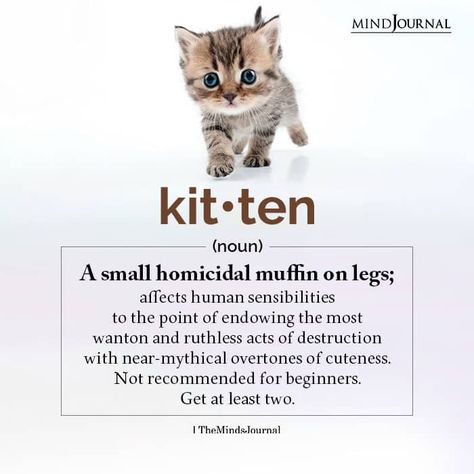 Kitten: A Small Homicidal Muffin On Legs Kitten Quotes Cute, Kittens Quotes, Interesting Facts About Humans, Facts About Life, Kitten Quotes, Thought Cloud, Small Kitten, Facts About Humans, The Minds Journal