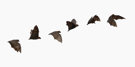 | Portraits of Australian Animals | Tilcheff | bloG |: About the ruthless  eviction of the Sydney Flying Foxes (again) Flying Bat Drawing, Flying Fox Tattoo, Bat Flying Reference, Bat Animation, Bat Flying Animation, Flying Bat Illustration, Bat In Flight, Bat Sketch, Animation Walk Cycle