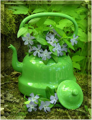 old teapot planter Flowers Growing, Garden Containers, Green Collection, Simple Green, The Grass, Green Aesthetic, Dream Garden, Garden And Yard, Go Green